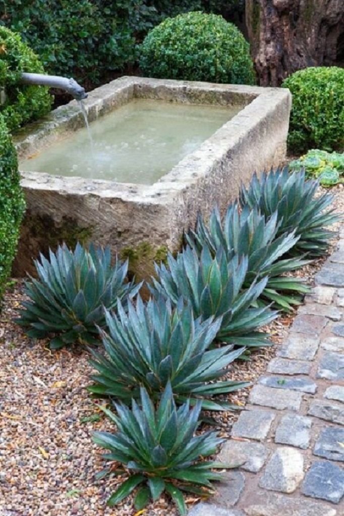 Llene de agua un recipiente al aire libre cerca de las plantas de agave.