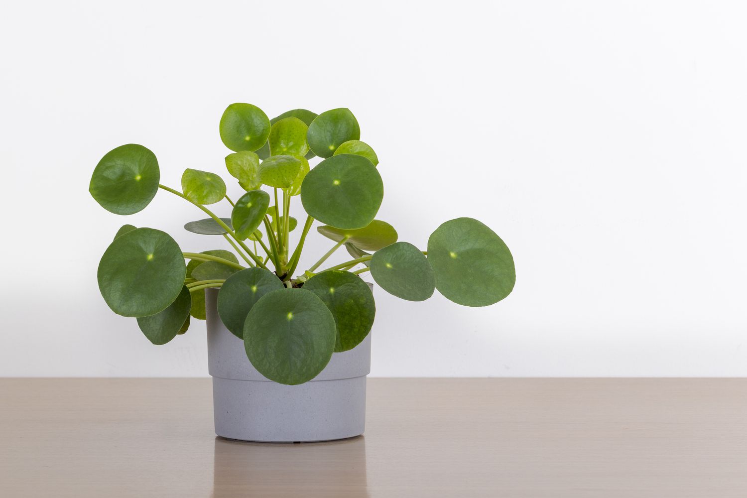 Planta de interior Pilea Peperomioides en maceta gris delante de una pared blanca, planta china del dinero