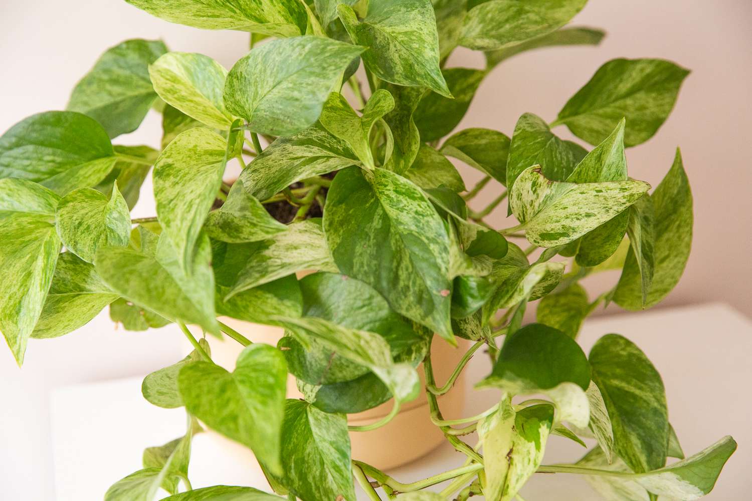 Planta de pothos reina de mármol con hojas variegadas de color crema y verde claro
