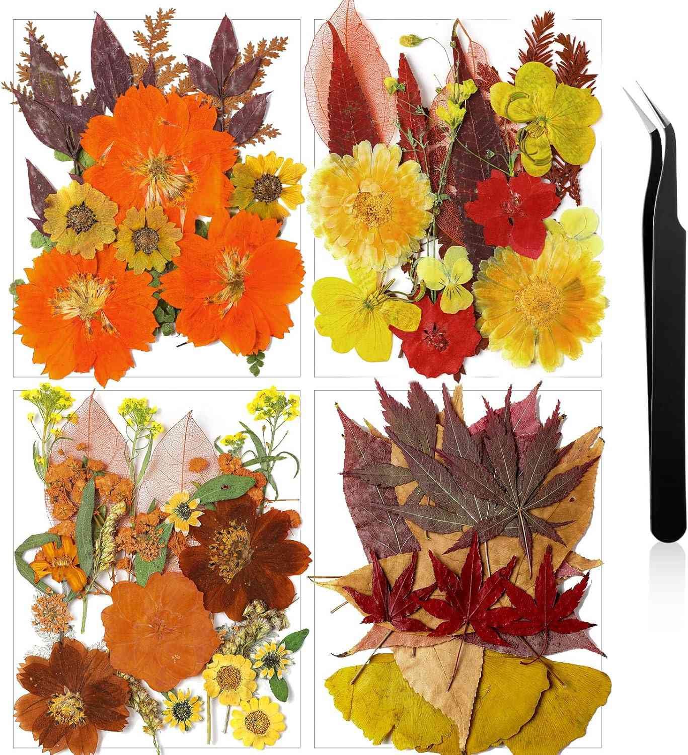 flores secas prensadas de otoño para molde de resina Amazon