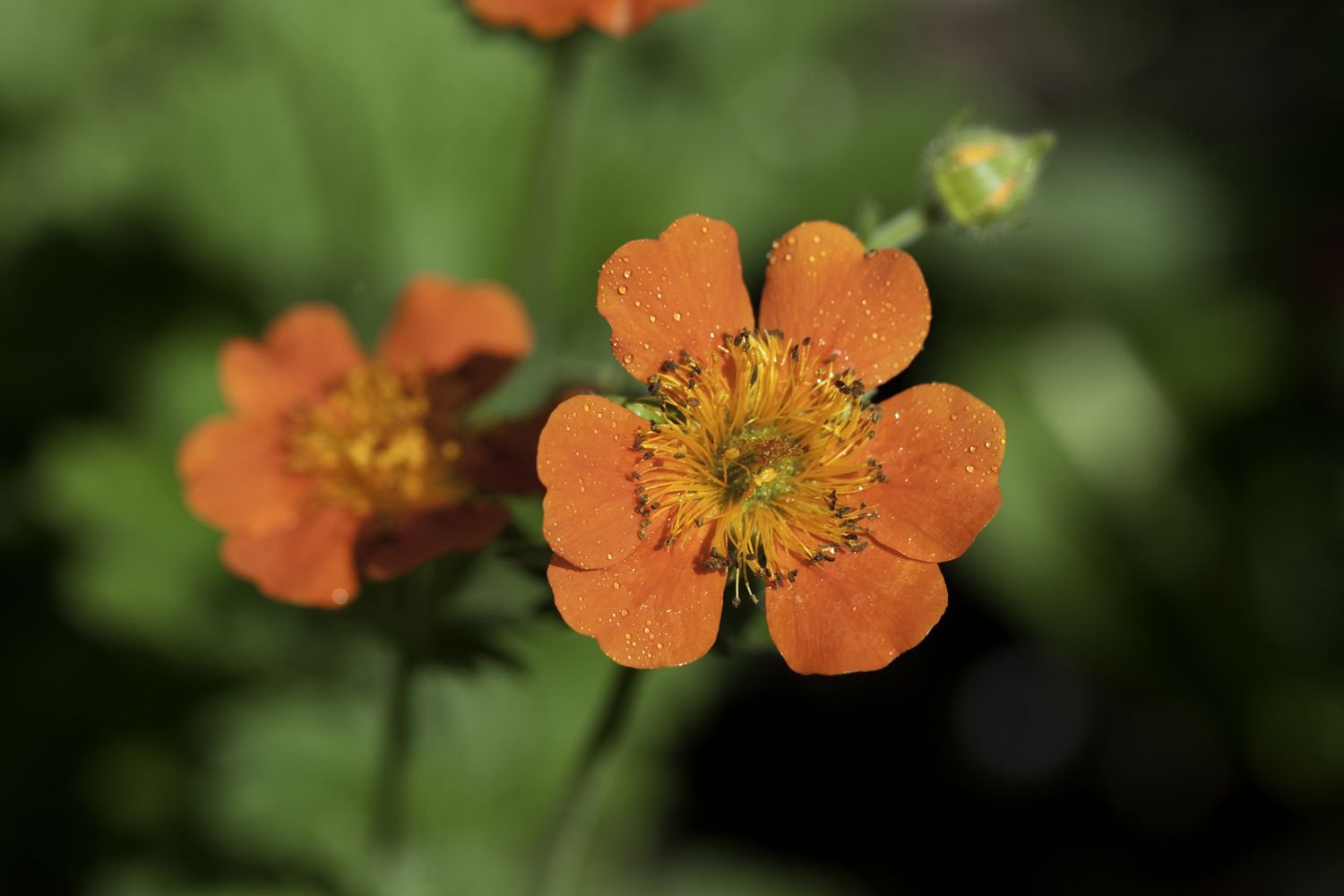 Flores de geum en naranja.