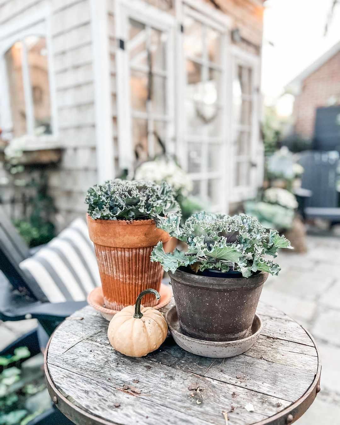 Calabaza y plantas en una mesa auxiliar en el exterior