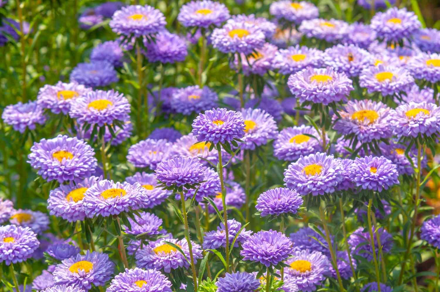 Campo de áster de China morado