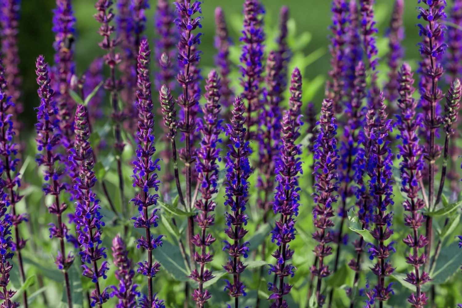 Caradonna salvia planta