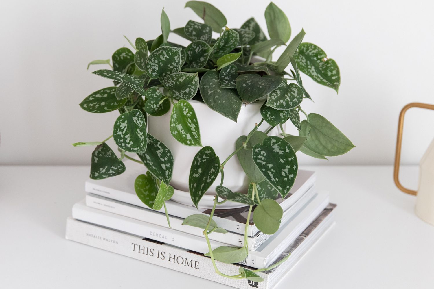 Pothos satinado en maceta blanca sentado sobre revistas